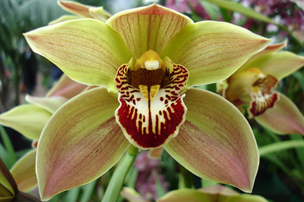 cymbidium Orchid